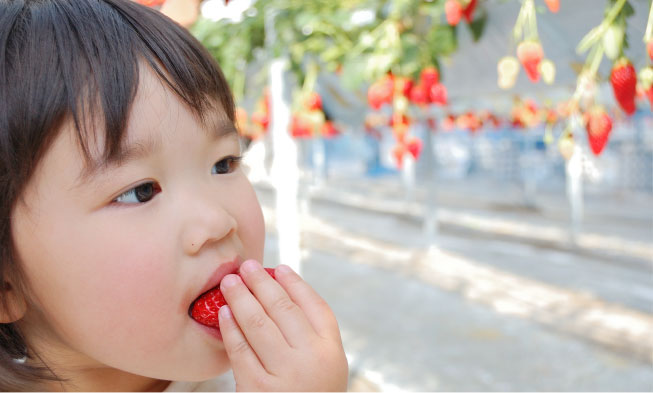 子供も大好きいちご狩り